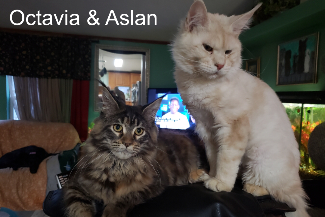 Maine Coon Cats - Aslan & Octavia