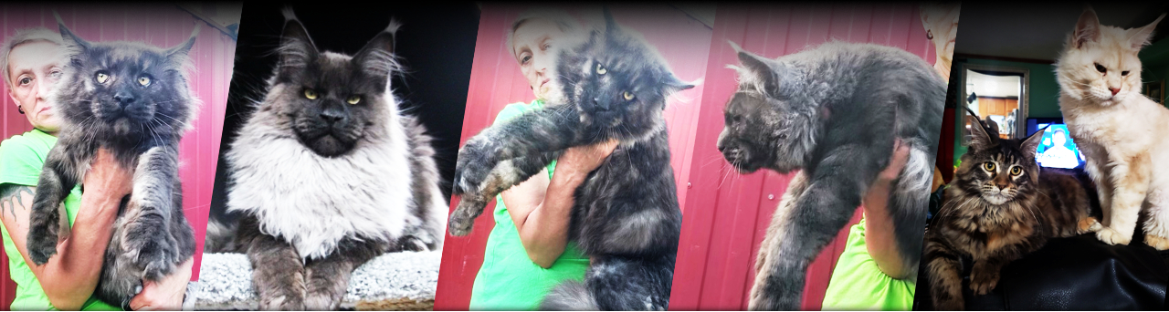 Meet Our Beautiful Maine Coon Cats!